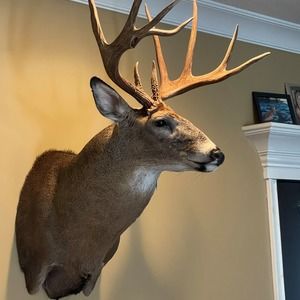 Meet your Posher, Alvin